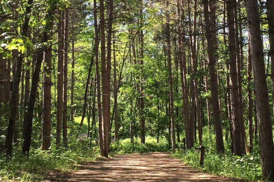 Into The Woods